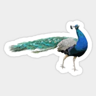 Peacock Digital Painting Sticker